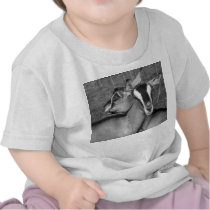 Alpine/Oberhasli goat does sisters photograph bw T Shirt