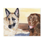 'Alsatian and Labrador' Postcard