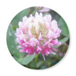 Alsike Clover Blossom 1 Magnet