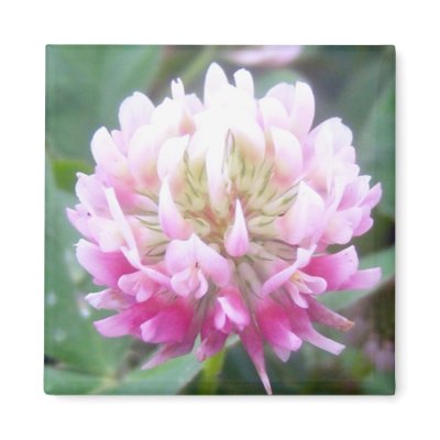 Alsike Clover Blossom 1 Magnet by CreatureCreations