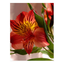 Alstroemeria Autumn Postcard