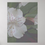 Alstroemeria Flowers Posters