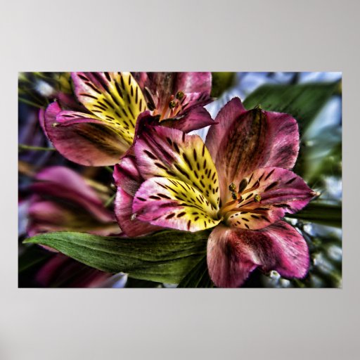 Alstroemeria Peruvian Lily flower poster print