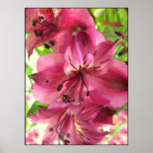 Alstroemeria Print