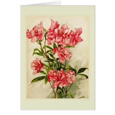 Alstromeria Greeting Card by Botany_Boy