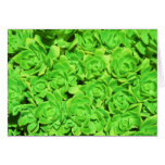 Altered Lime Floral Succulents