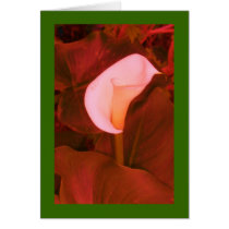 Altered Peach Arum Lily on Green
