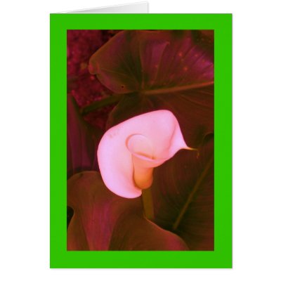 Altered Pink Arum Lily on Lime by JuJuGardens