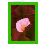 Altered Pink Arum Lily on Lime Greeting Cards