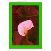 Altered Pink Arum Lily on Lime