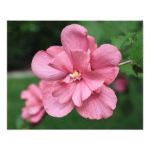 Althea Rose of Sharon Photo Enlargement
