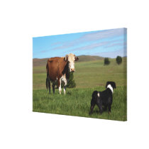 Although Cows and dogs are from different Gallery Wrap Canvas