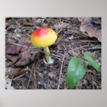 Amanita caesarea Mushroom Poster