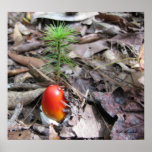 Amanita Emerges Print