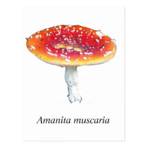 Amanita muscaria Postcard