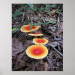 Amanita Mushroom Cluster posters