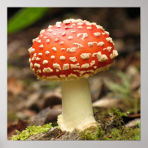 Amanita Mushroom Poster