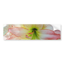 Amaryllis-021 Bumper Sticker