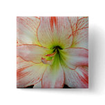 Amaryllis-021 Buttons
