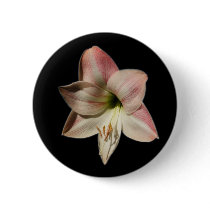 Amaryllis 1 ~ button