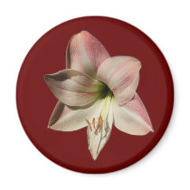 Amaryllis 1 ~ magnet