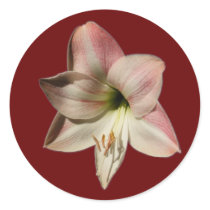 Amaryllis 1 ~ sticker