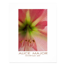 Amaryllis  234 posters
