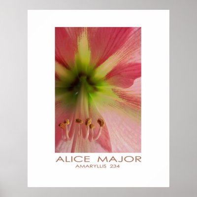 Amaryllis  234 by Alice_Major