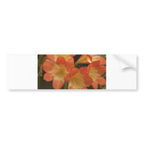 Amaryllis 2