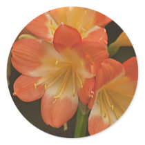 Amaryllis 2