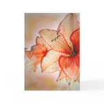 Amaryllis Adoration