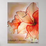 Amaryllis Adoration Poster
