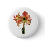 Amaryllis Apple Blossom