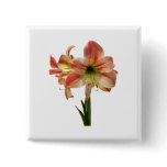 Amaryllis Apple Blossom