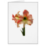 Amaryllis Apple Blossom