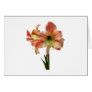 Amaryllis Apple Blossom