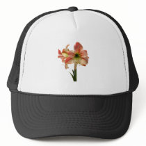Amaryllis Apple Blossom