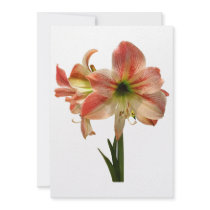 Amaryllis Apple Blossom