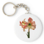 Amaryllis Apple Blossom