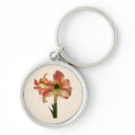 Amaryllis Apple Blossom