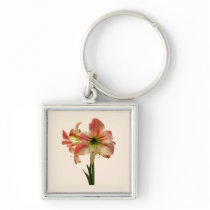 Amaryllis Apple Blossom