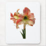 Amaryllis Apple Blossom