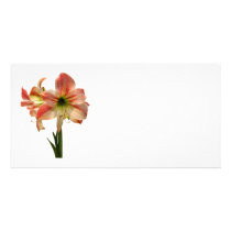 Amaryllis Apple Blossom