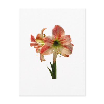 Amaryllis Apple Blossom by SusanSavad