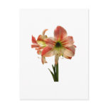 Amaryllis Apple Blossom postcards