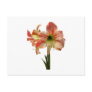 Amaryllis Apple Blossom