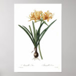 Amaryllis aurea print