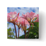 Amaryllis belladonna pins