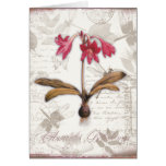 Amaryllis Belladonna