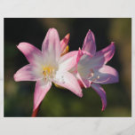 Amaryllis belladonna custom flyer
